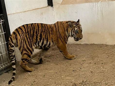 Capturan A Tigre De Bengala Suelto En Ladrillera De Tlaquepaque