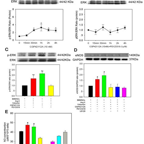 AT2R Stimulation Enhanced Survival Of Transplanted BMMNCs In The Region