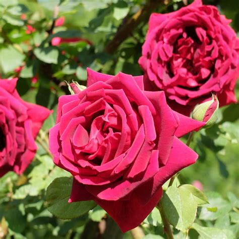 'Crimson Glory' - Arboretum