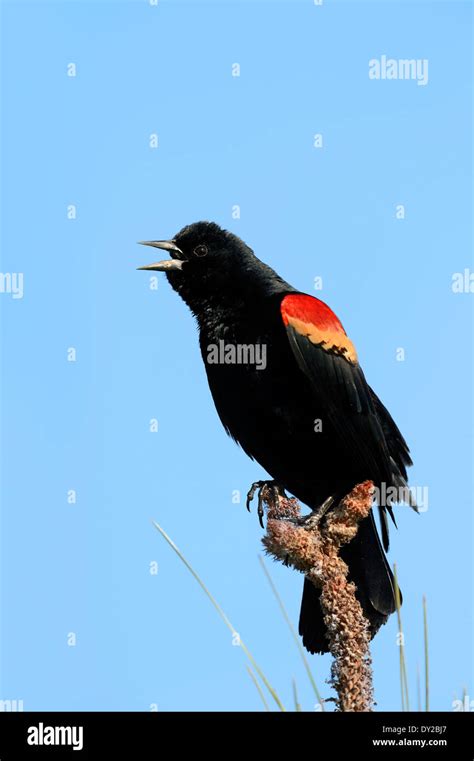 Red Winged Blackbird Agelaius Phoeniceus Male Florida USA Stock