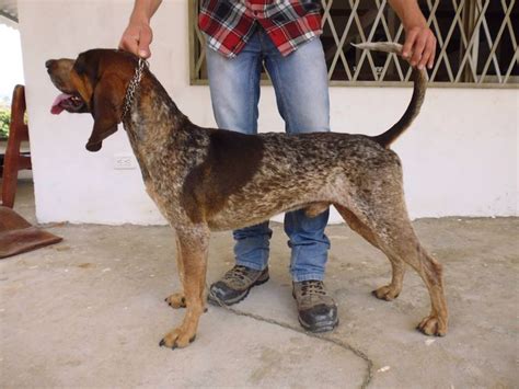 a dog standing next to a person wearing blue jeans