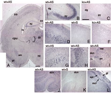 Expression Of Rac Mrna In P Mouse Brain In Situ Hybridization On P