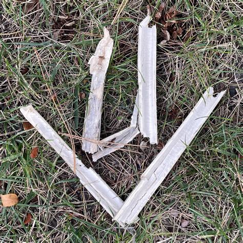 Found this in a local park. Feels witchy. ID? : r/WitchesVsPatriarchy