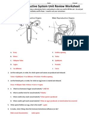 Reproductive System Review Worksheet PDF Human Reproduction