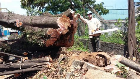 Poda De Árvores Cop Ambiental Dedetização Desinsetização