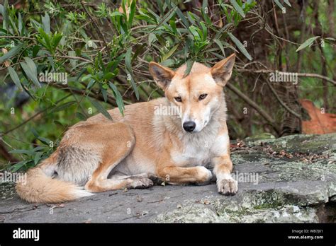 Australian Dingo Dog In Captivity Stock Photo Alamy