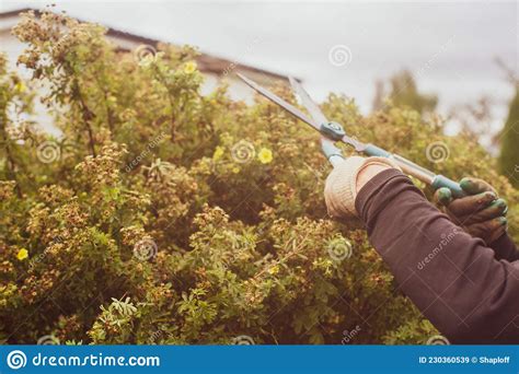 Farmer Hands Make Pruning Of Bushes With Large Garden Shears Stock