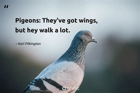 20 Pigeon Quotes About The Cooing City Companions