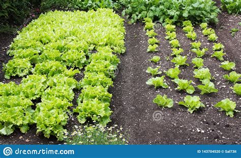 Lechuga En Un Huerto Casero Foto De Archivo Imagen De Suelo Planta