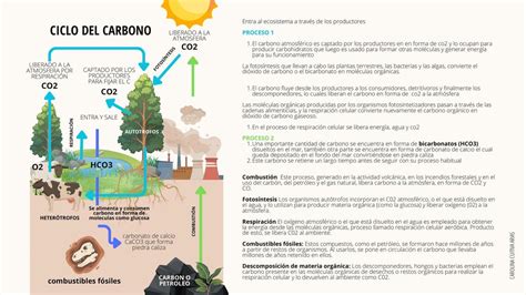 Ciclo Del Carbono Carolina C Udocz