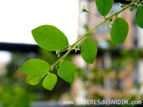 Quebra Pedra Phyllanthus Tenellus