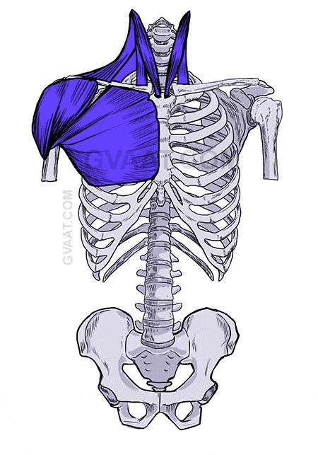 Upper Torso Anatomy : Medical Illustration Of The Upper Body Anatomy ...