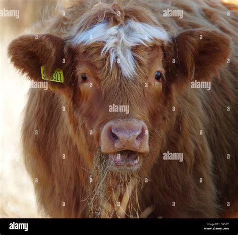 Highland Cattle Cows In Field Sheffield Uk Stock Photo Alamy