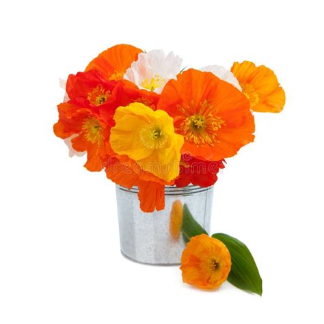 Bouquet of Orange Poppies on White Stock Photo - Image of postcard ...