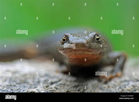 Pyrenean Brook Salamander Euproctus Calotriton Asper Portrait Pal