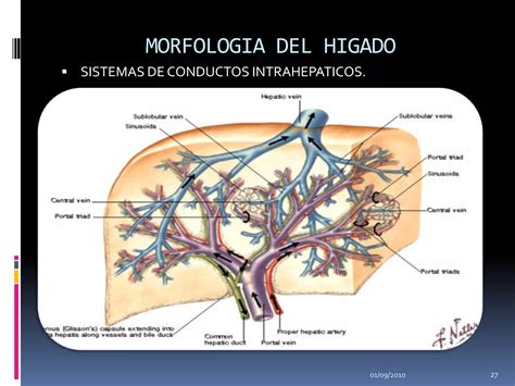 Anatomia Quirurgica Del Higado Y Vias Biliares Angel Henriquez PPT