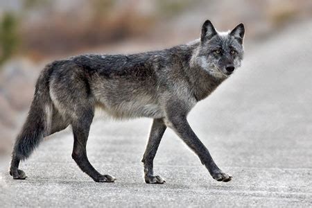 Gray Wolf Facts - NatureMapping