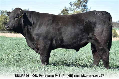 Osullivans Black Limousin Lower Mt Walker Qld Os Sales