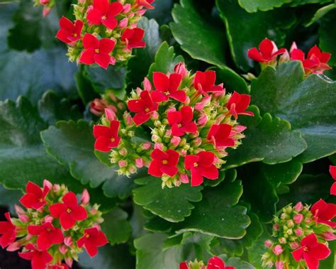 Plants And Flowers Kalanchoe Blossfeldiana