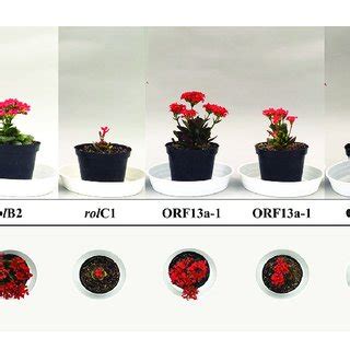 | Phenotype of transgenic lines. (A) Frontal and (B) top view of ... 