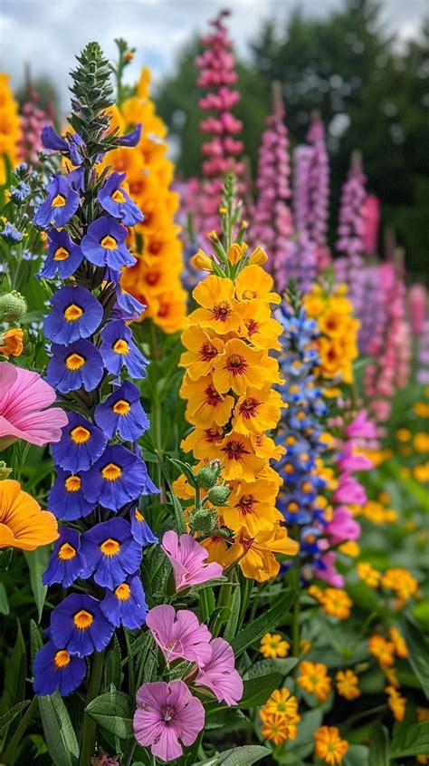 tall Perennial flowers : r/FlowerPorn