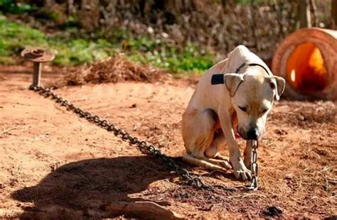 Lei Pro Be Deixar Cachorros Acorrentados E Sempre Presos