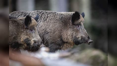 Peste Suina 12 Nuovi Casi In Liguria Di Cui 8 A Genova Sono 704 Da