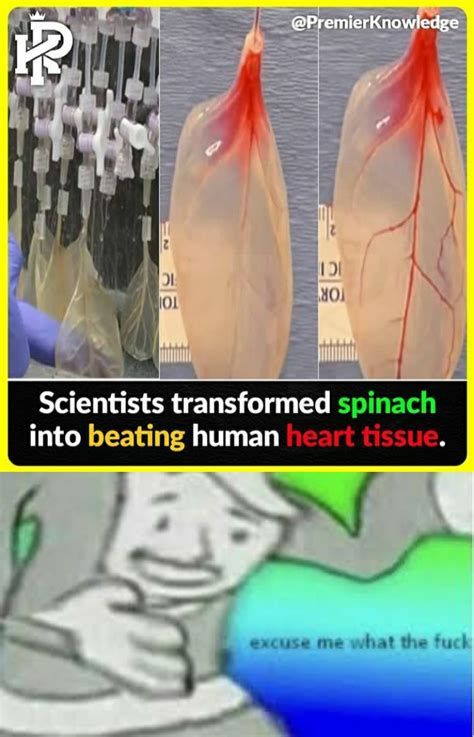 What The Actual Fuck Guys R Memes