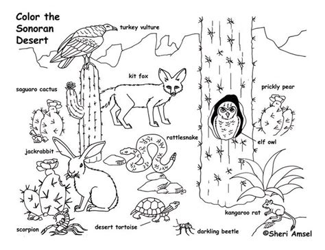 Desert Sonoran Coloring Page Desert Animals Coloring Desert