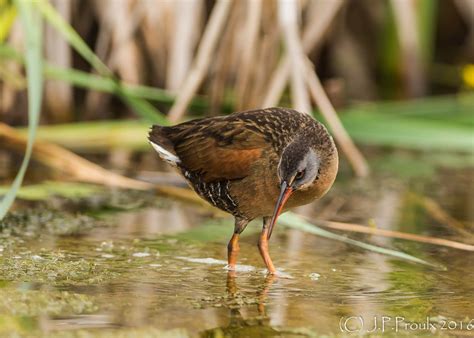 R Le De Virginie Virginia Rail Parc Nature De L Ile Biz Flickr