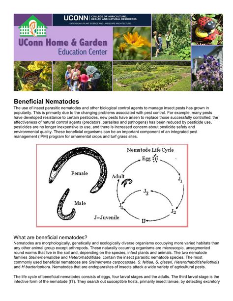 Beneficial Nematodes The Use Of Insect Parasitic Nematodes And Other