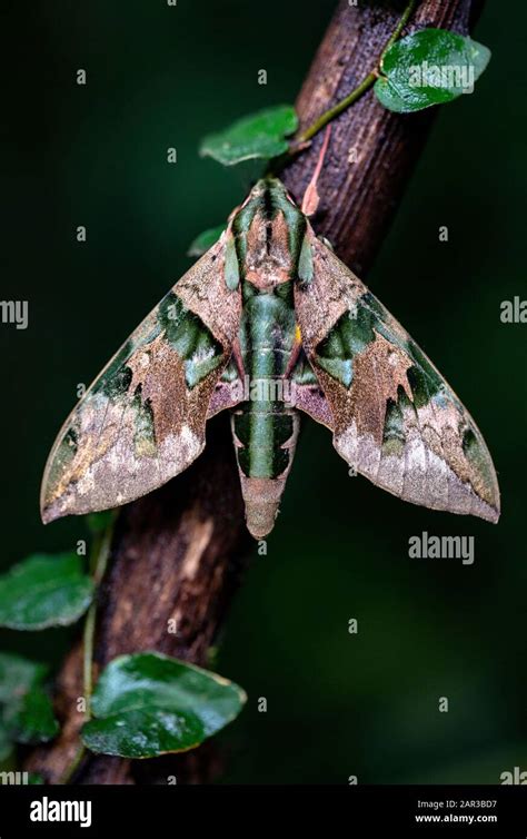 Green Sphinx Moth Hi Res Stock Photography And Images Alamy