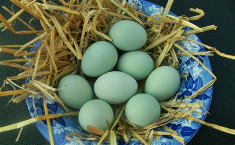 La Gallina Araucana Que Pone Huevos Azules Infoagro