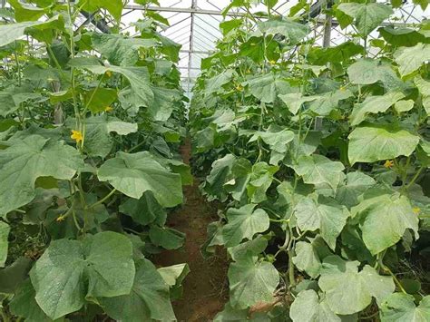 Проба - Препарати за биологично земеделие