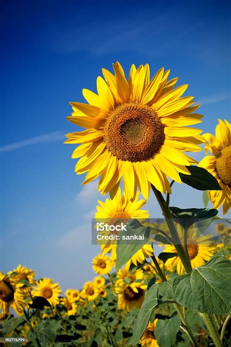 필드 해바라기 해바라기에 대한 스톡 사진 및 기타 이미지 해바라기 들 패턴 Istock