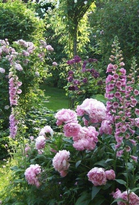 Some Pink Flowers Are Growing In The Garden