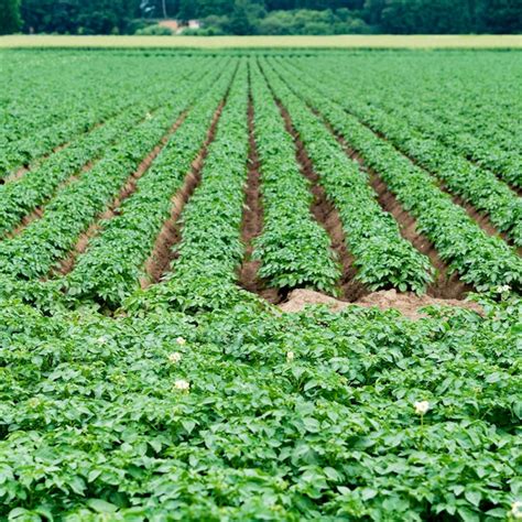 Las Plantaciones De Patatas Crecen En El Campo Las Filas De Verduras La