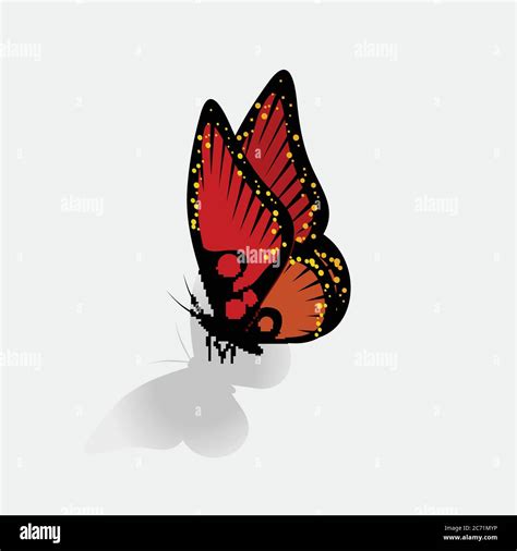 Fondo De Mariposa Negra Y Roja