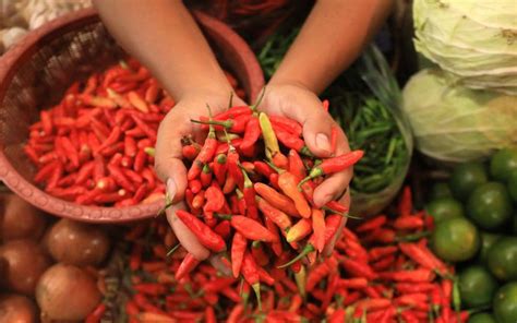 Bibit Cabe Rawit Unggulan Terbaik Di Kediri Surganya Petani Cabe