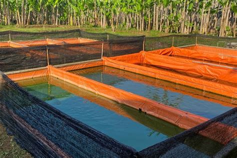 Cara Budidaya Ikan Lele Di Kolam Terpal Bisa Di Lahan Terbatas