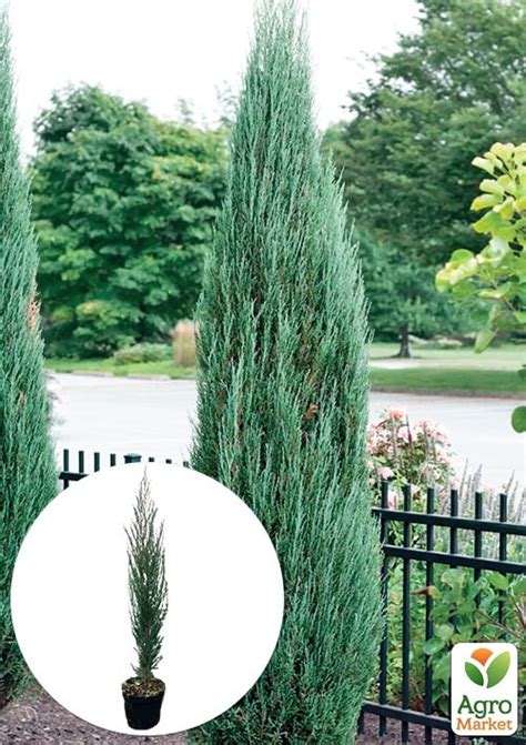 Можжевельник скальный "Blue Arrow" С10 высота 100-120см купить почтой в ...