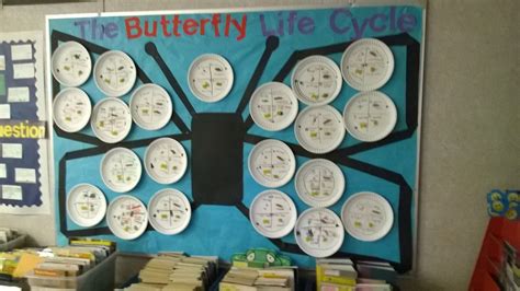 Butterfly Life Cycle Bulletin Board Display