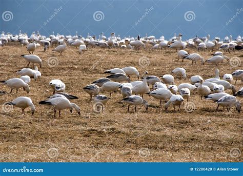 Flock of Migrating Snow Geese Stock Photo - Image of snow, flock: 12200420