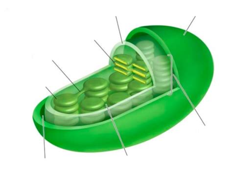 Biology 20 Photosynthesis And Cellular Respiration Flashcards Quizlet