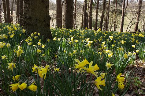 Woodland Daffodils Stock Photos Pictures And Royalty Free Images Istock