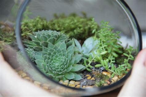 Glass Terrarium Containers HomesFeed