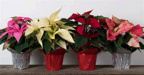 Holiday Plants • Kiwi Nurseries Ltd