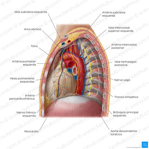 A Anatomia Do T Rax Feminino Ilustra O Stock Off