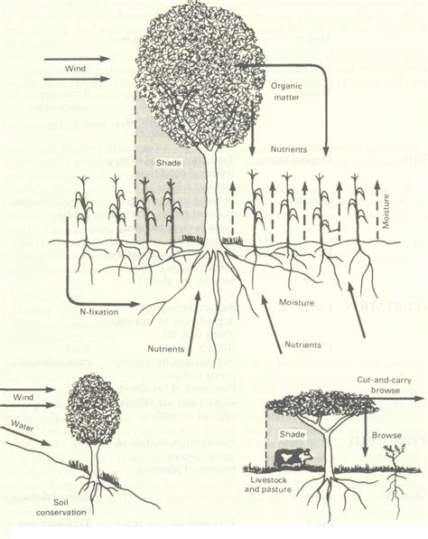 The Environmental Basis Of Agroforestry