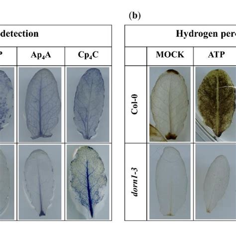 Histochemical Detection Of A • O2 − And B H2o2 In Leaves Of